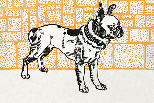 pitbull terrier (1912) moriz jung 