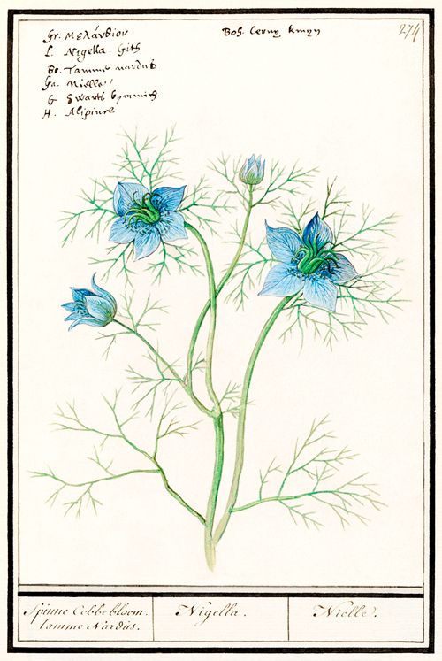 damsel in the green, nigella damascena (1596 1610) anselmus boëtius de boodt 