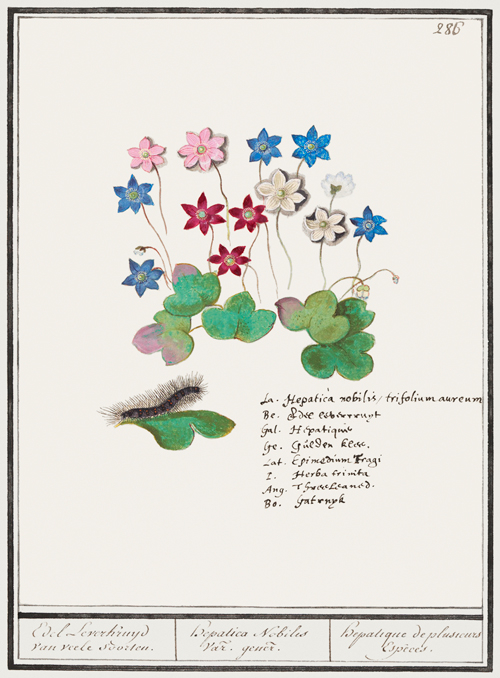 liverflower, anemone hepatica (1596 1610) anselmus boëtius de boodt 