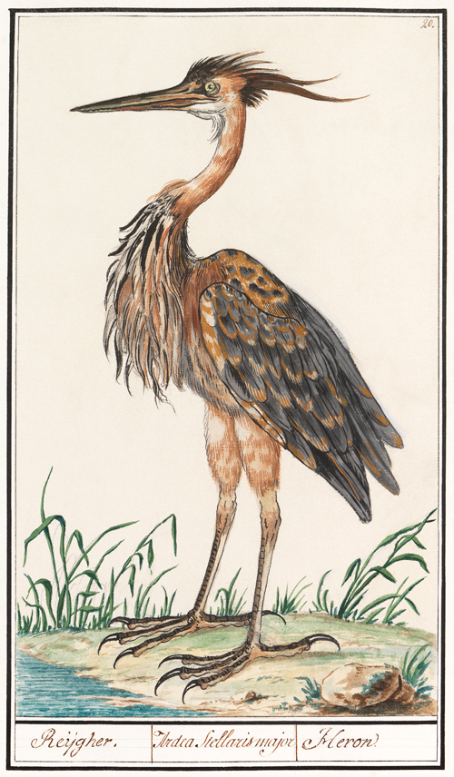 the purple heron, ardea purpurea (1596 1610) anselmus boëtius de boodt 
