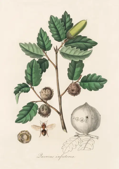 aleppo oak (luercus infectoria) (1836) john stephenson, james morss churchill poster james morss churchill john stephenson 