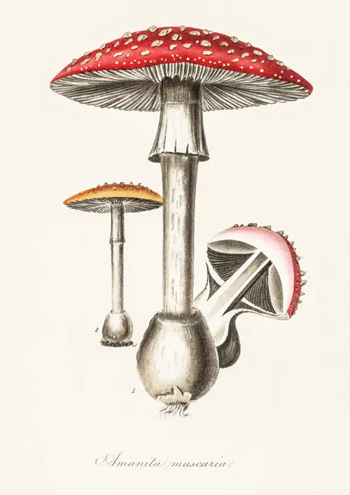 amanita muscaria (1836) john stephenson, james morss churchill poster james morss churchill john stephenson 