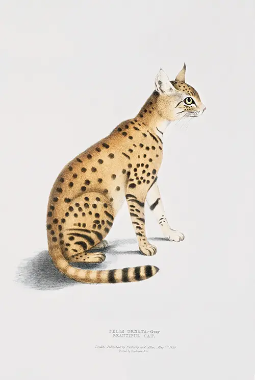 azijska divlja mačka (felis ornata) illustrations of indian zoology (1830 1834) john edward gray poster john edward gray 