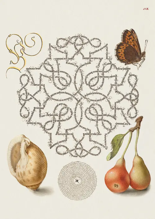 butterfly, marine mollusk, and pear georg bocskay joris hoefnagel 
