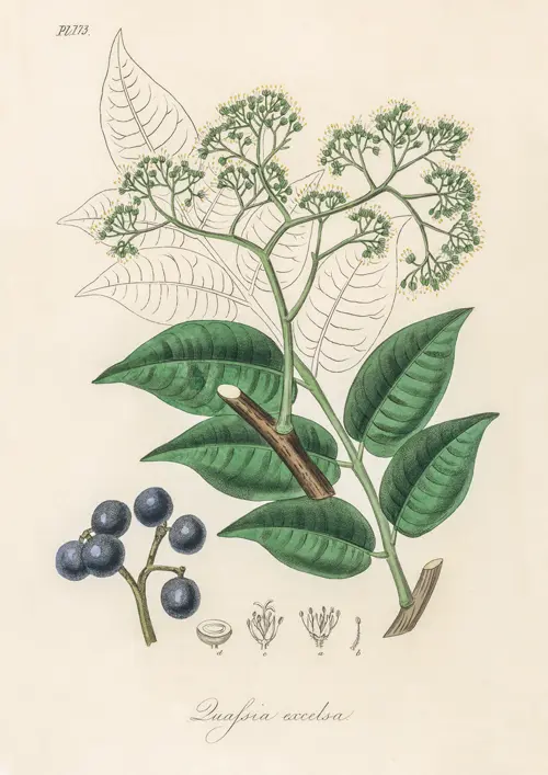 picrasma excelsa (1836) james morss churchill john stephenson 