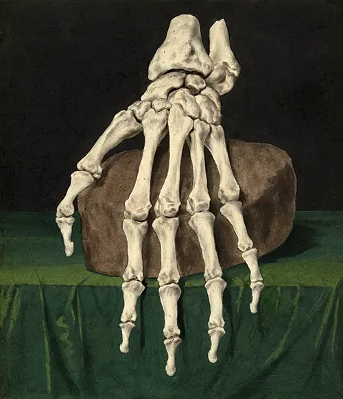 skeleton of a hand (1709 1773) jan l admiral 