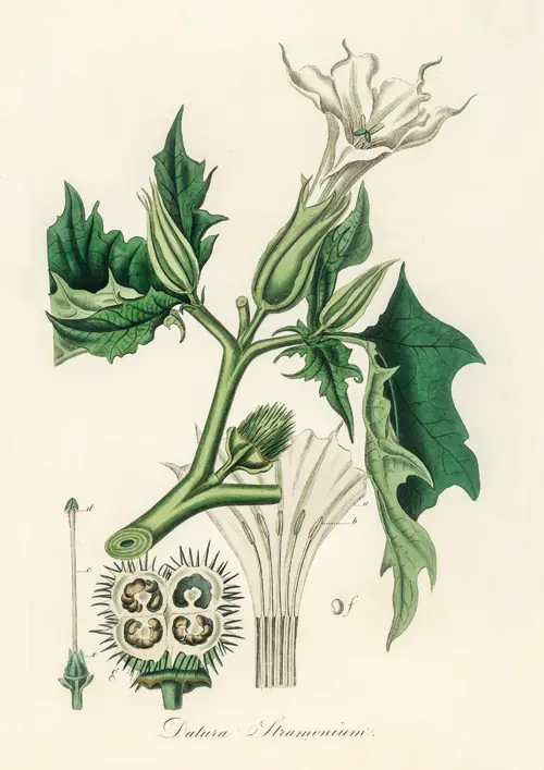 tatula jimsonweed (datura stramonium) (1836) john stephenson, james morss churchill poster james morss churchill john stephenson 