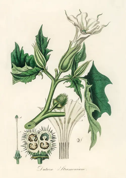 tatula jimsonweed (datura stramonium) (1836) james morss churchill john stephenson 