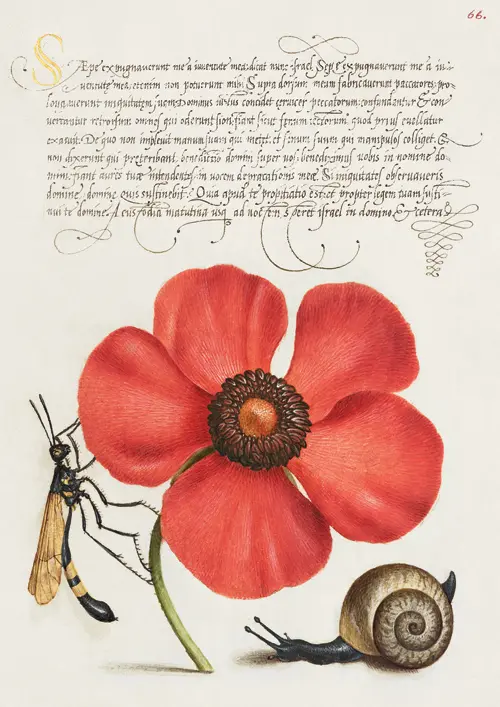 terrestrial mollusk, poppy anemone, and crane fly the model book of calligraphy poster georg bocskay joris hoefnagel 