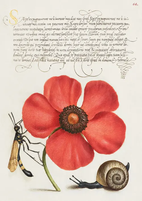 terrestrial mollusk, poppy anemone, and crane fly georg bocskay joris hoefnagel 