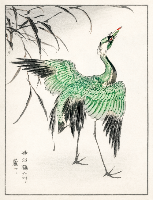 demoiselle crane and reed (1885) pictorial monograph of birds numata kashu 