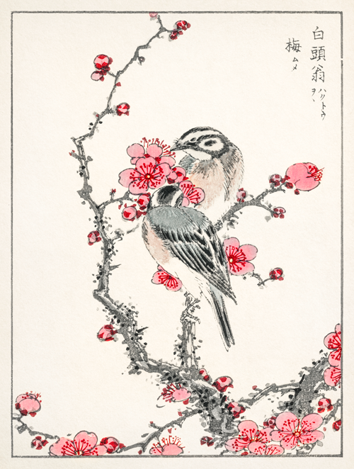 pine bunting and plum tree (1885) pictorial monograph of birds numata kashu 