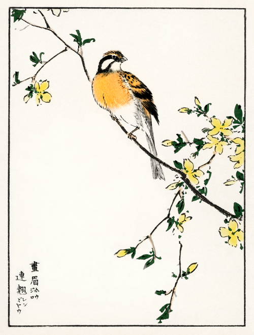 japanese meadow bunting and golden ball (1885) pictorial monograph of birds numata kashu 