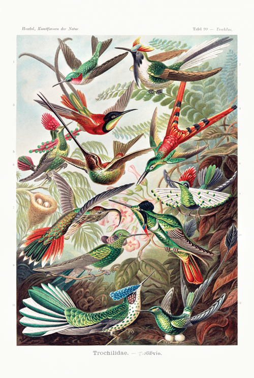 trochilidae kolibris kunstformen der natur (1904) ernst haeckel 