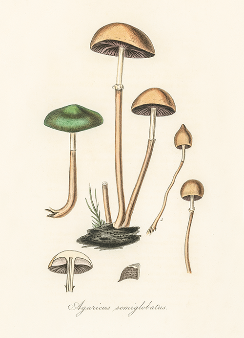 agaricus semiglobatus (1836) james morss churchill john stephenson 