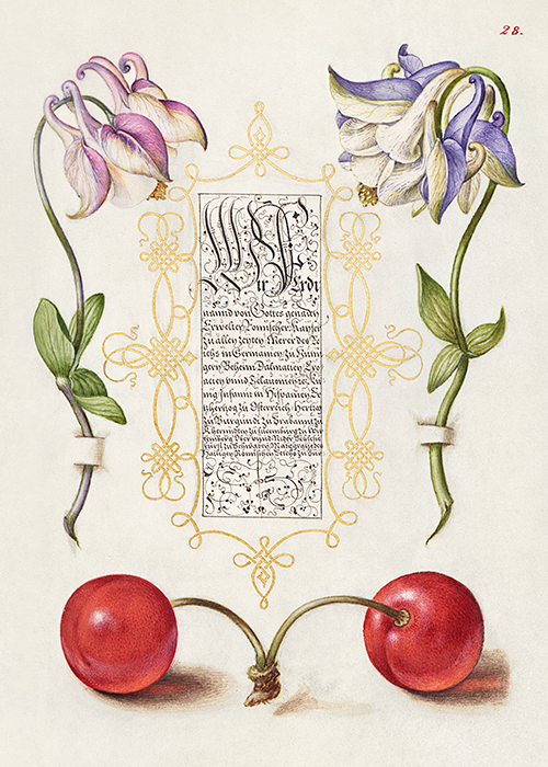 european columbines and sweet cherry (1561 1596) georg bocskay joris hoefnagel 