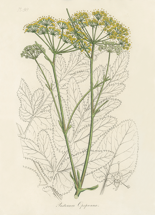 opobalsam (pastinaca opopanax) (1836) james morss churchill john stephenson 