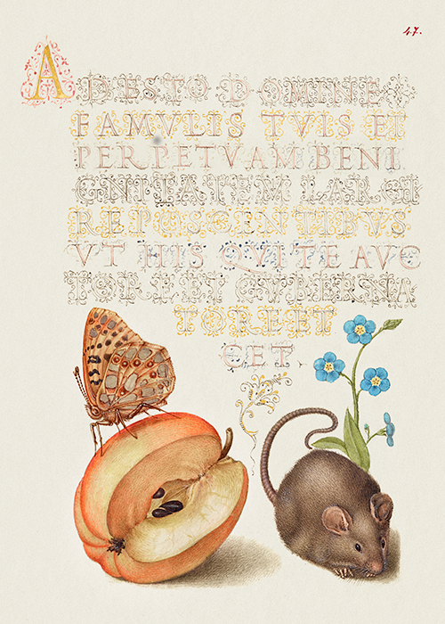 queen of spain fritillary, apple, mouse, and creeping forget me not (1561 1596) georg bocskay joris hoefnagel 