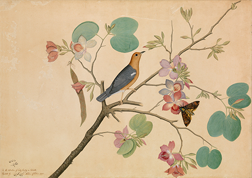an orange headed ground thrush and a death s head moth on a purple ebony orchid branch (1778) shaikh zain al din 