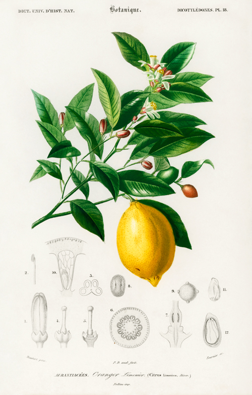 limun (citrus limonium) (1892) charles henry dessalines d orbigny 