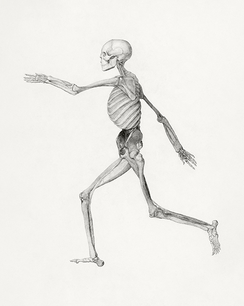 ljudski skelet, bočni pogled (1795 1806) george stubbs 