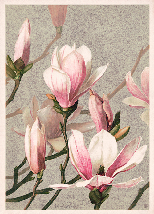 magnolija (1886) l prang 