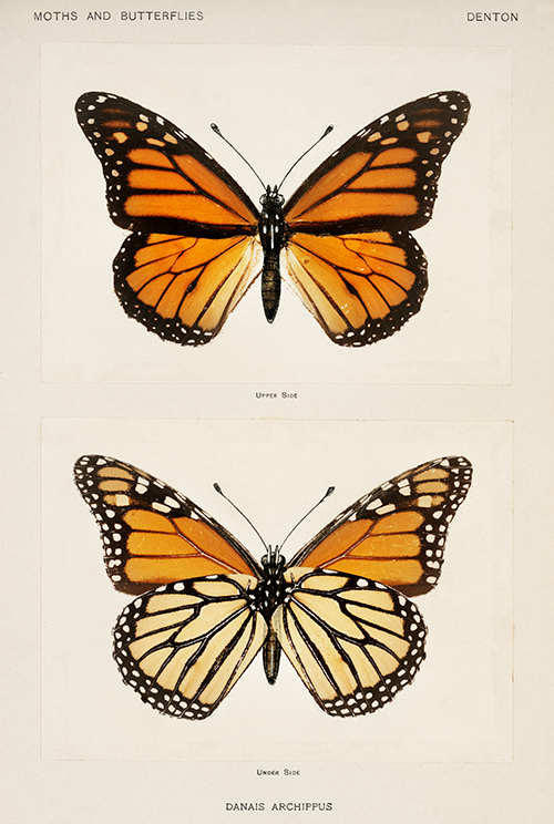 monarch butterfly (danais archippus) sherman f denton 