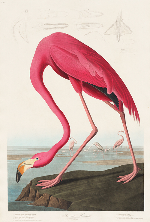 ružičasti flamingo (1827) john james audubon 