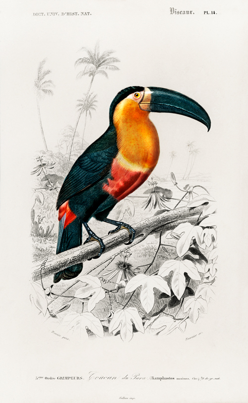 tukan (ramphastos) (1892) charles henry dessalines d orbigny 