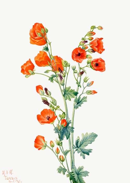 crveni slez (sphaeralcea grossulariaefolia) (1927) mary vaux walcott 