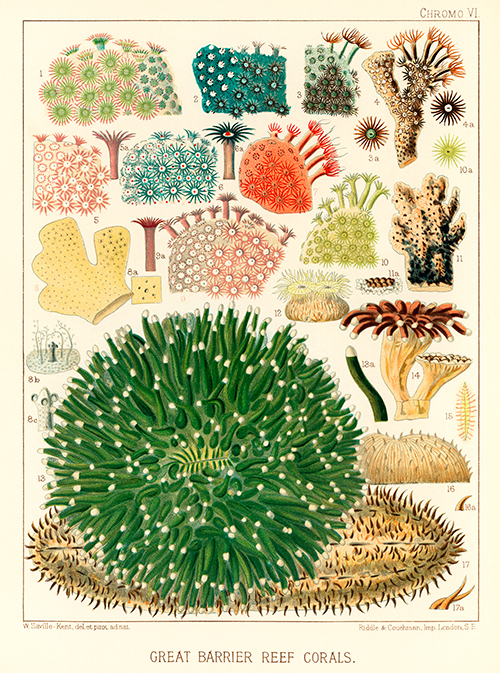 korali velikog koralnog grebena (1893) william saville kent 