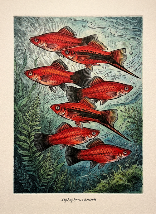 ksifo (xiphophorus hellerii)  