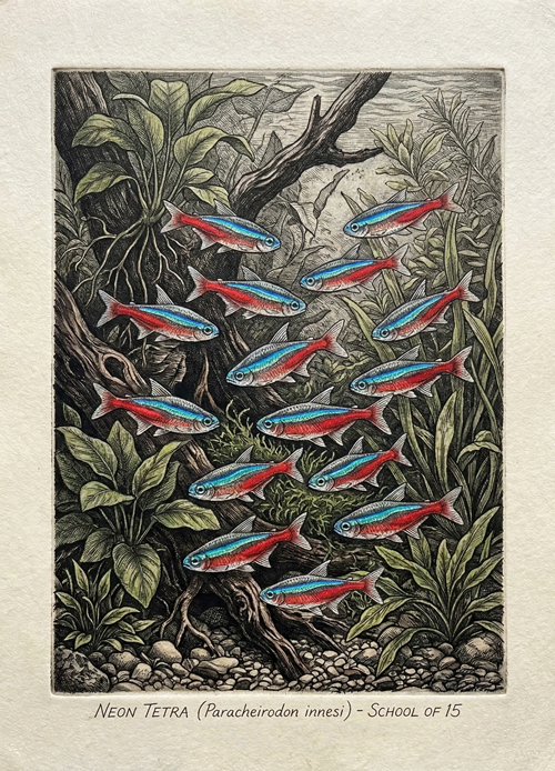 neon tetra, jato od 15 riba  