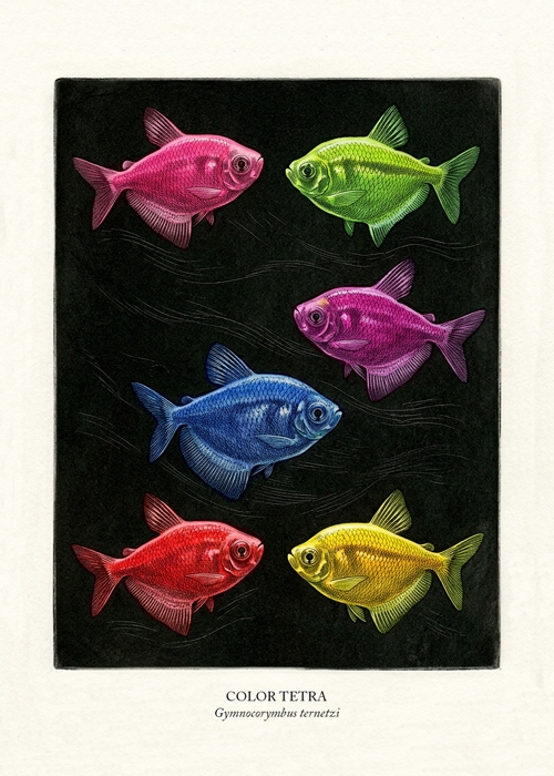 color tetra (gymnocorymbus ternetzi)  